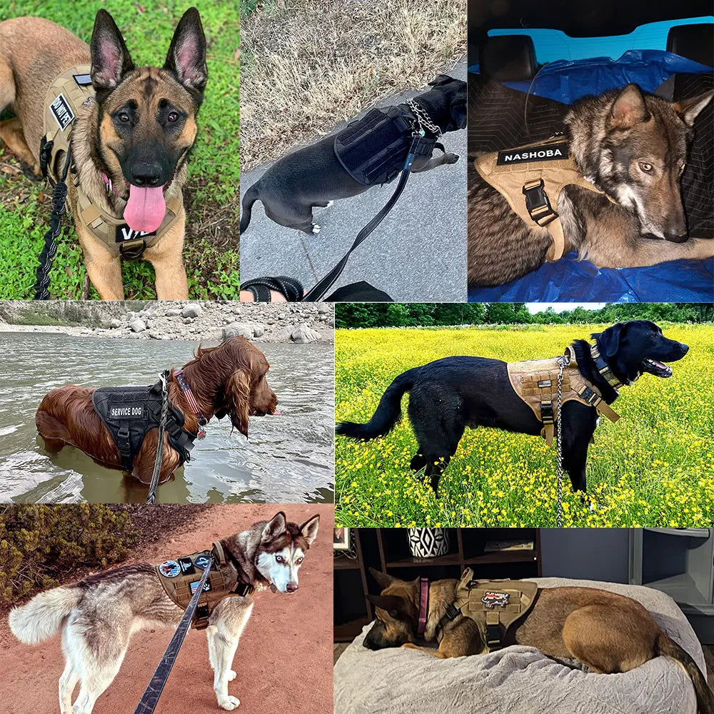 Padded Nylon Dog Harness And Leash Set For Training And Walking
